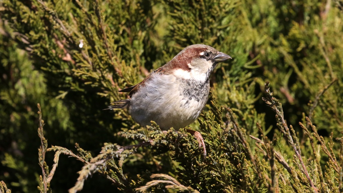 Sparrow in front of the Super 8