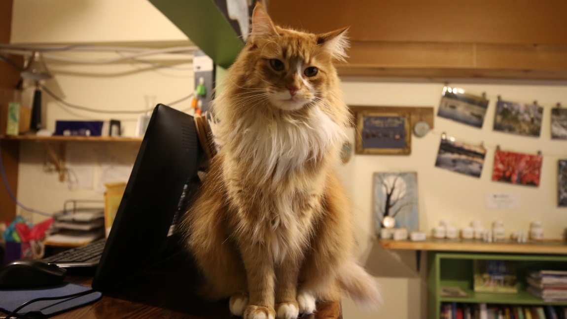 Very friendly cat