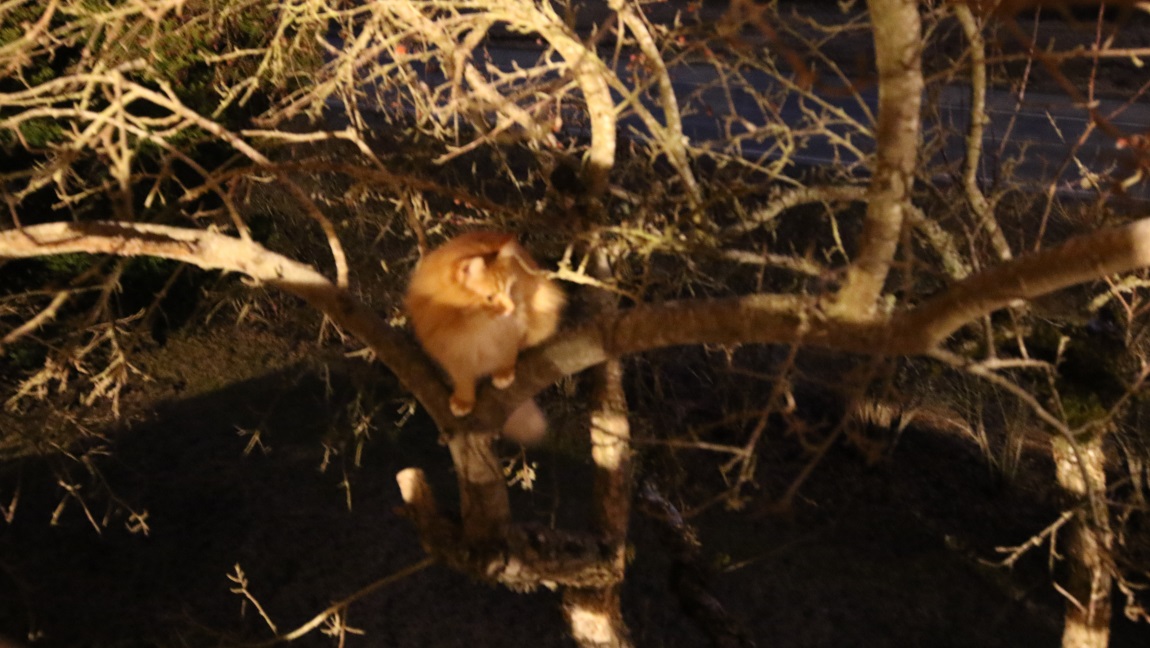 Cat prefers to climb up the tree