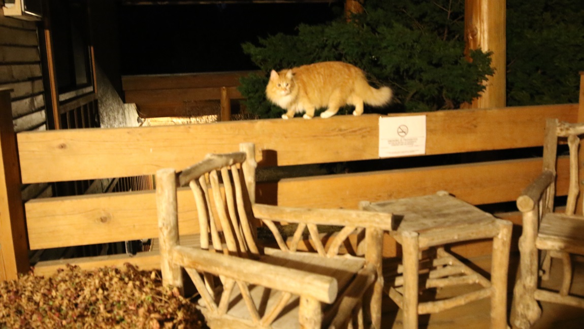 The cat followed me