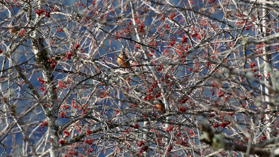 Robins