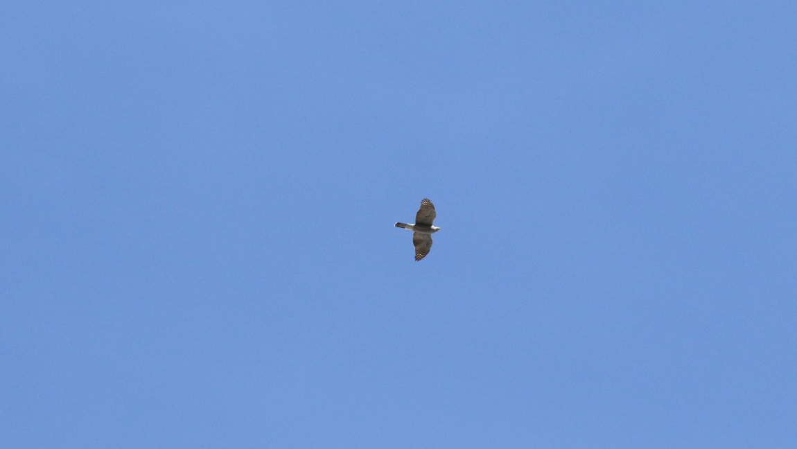 Bird of prey over the Nusatsum River