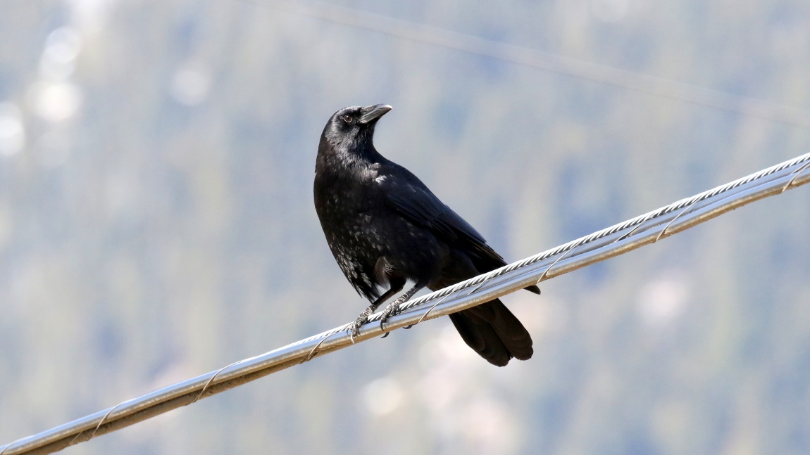 Crow enjoying a warm sunny day