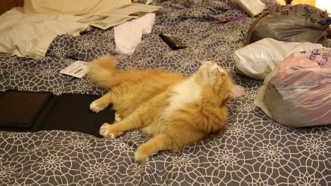 Cat came in our second floor window