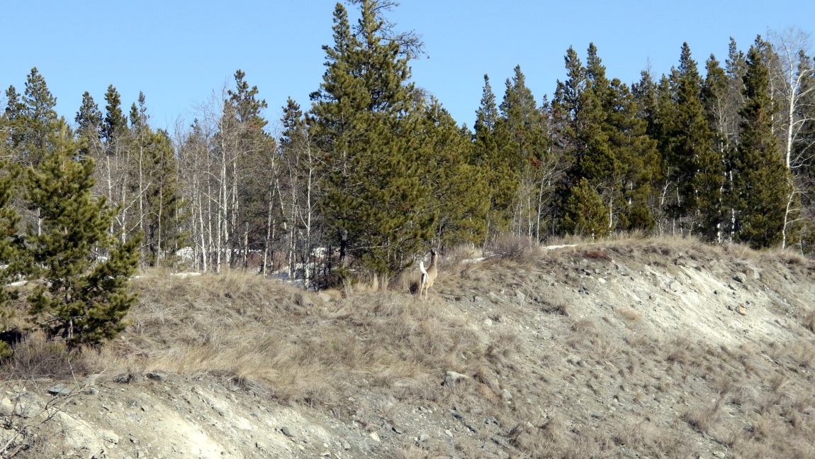 Deer running away from us