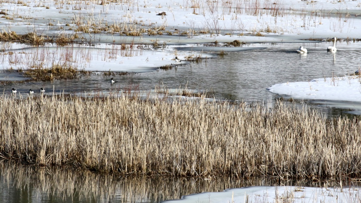 Swans and ducks