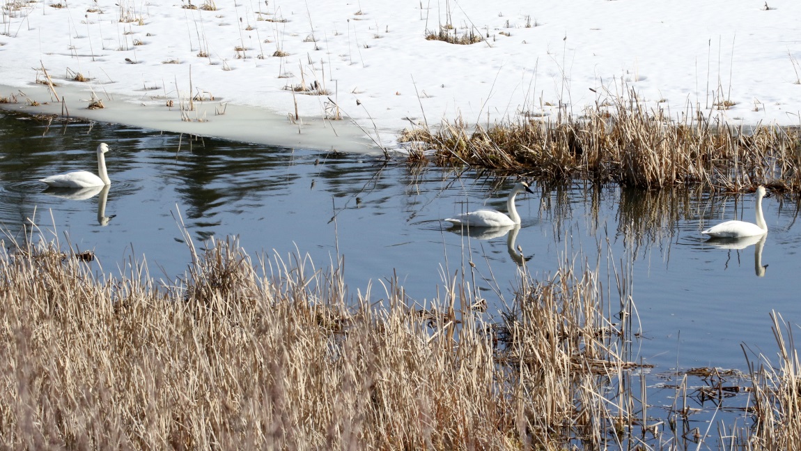 Swans