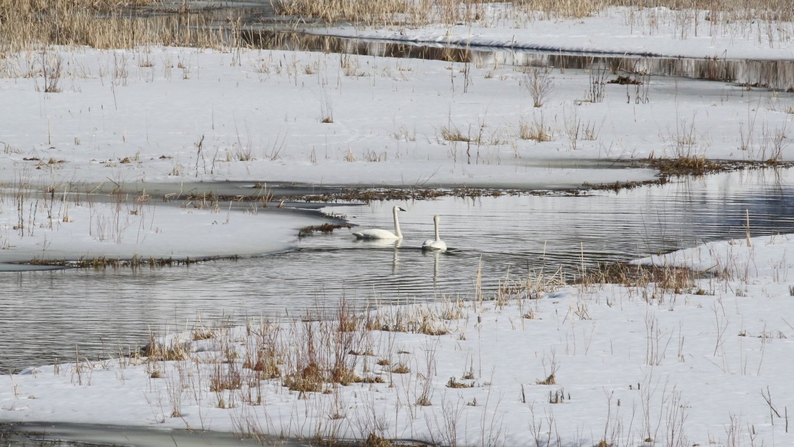 Swans