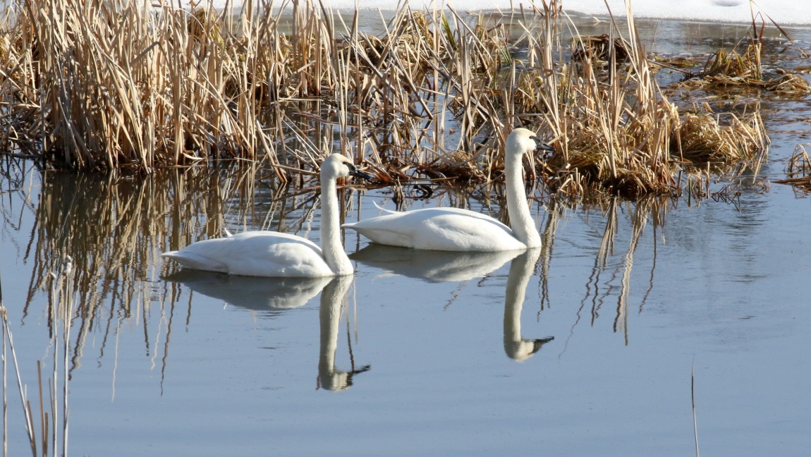Swans