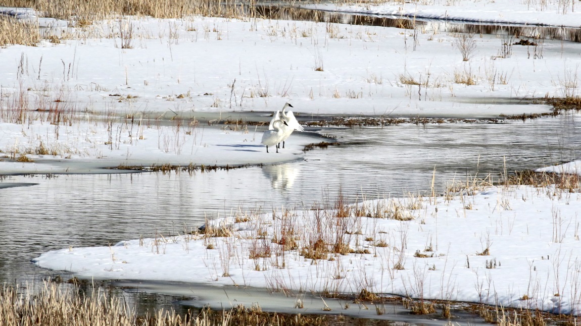 Swans on ice