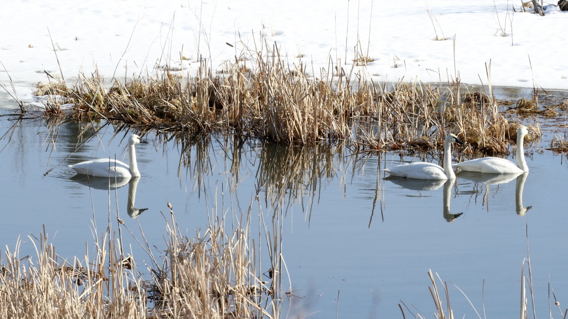 Swans in ice cold water