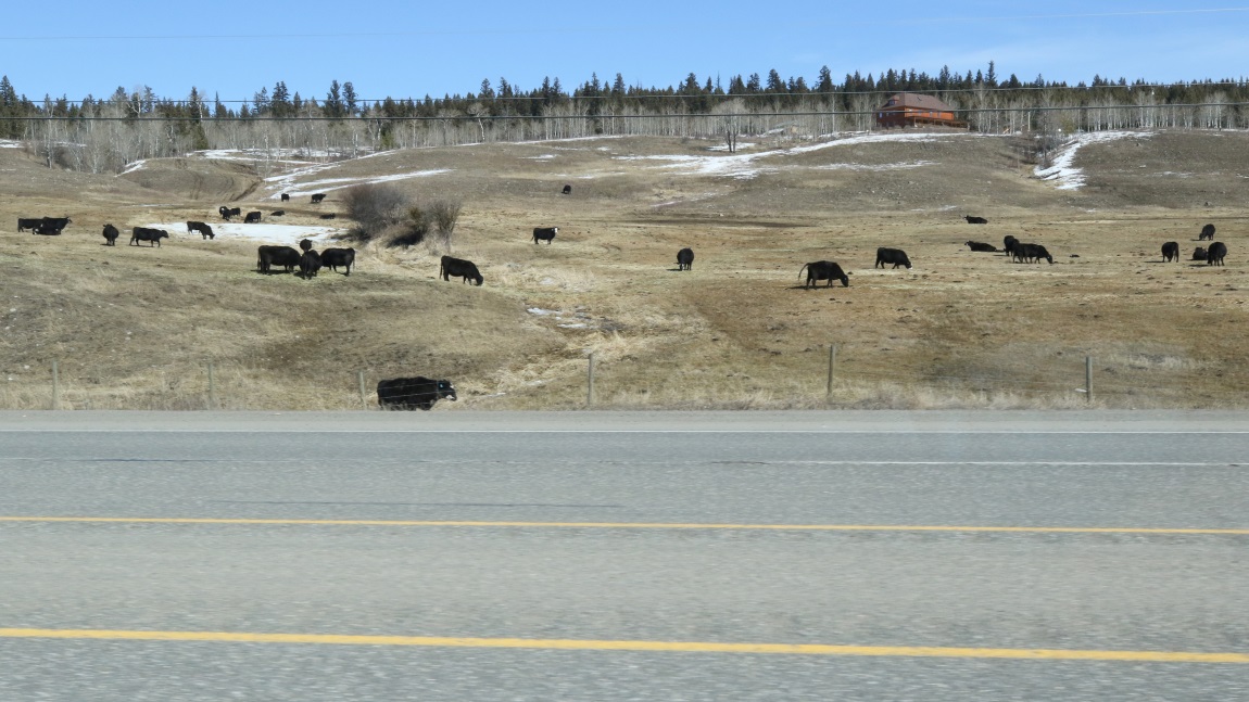 Cow farm twelve miles North of Lac La Hache