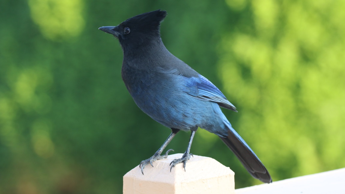 Steller's Jay