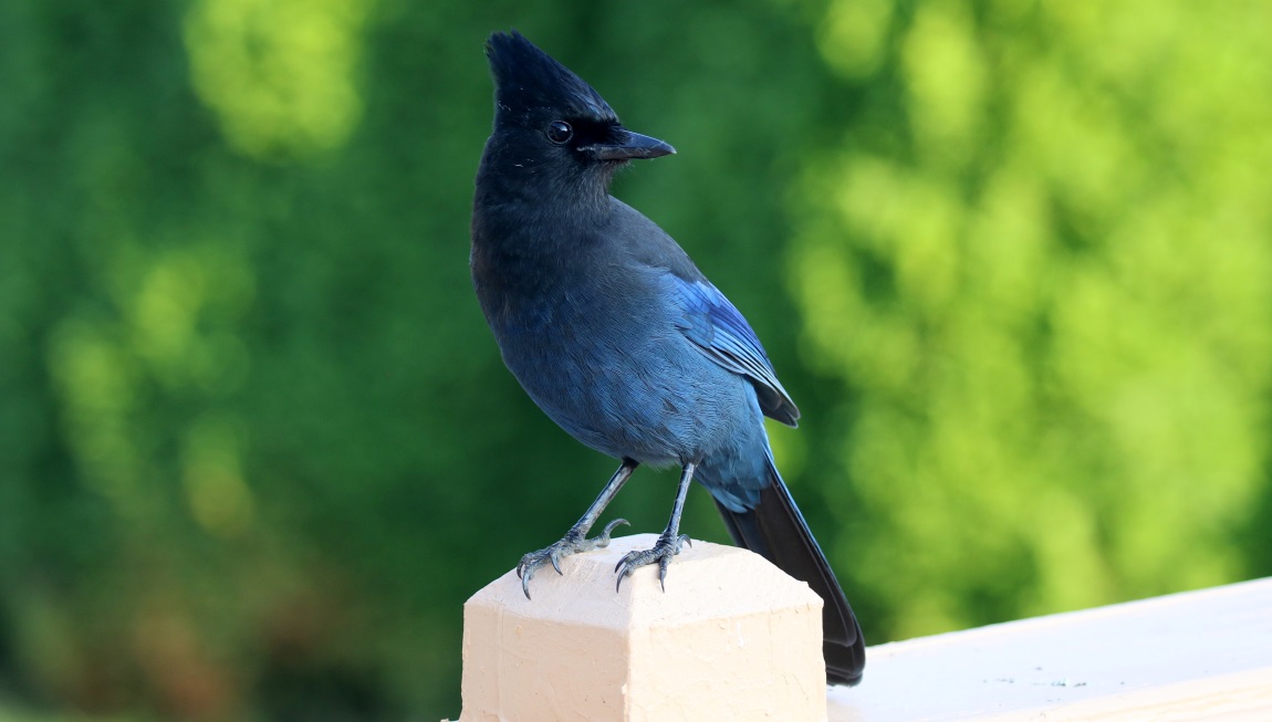 Steller's Jay