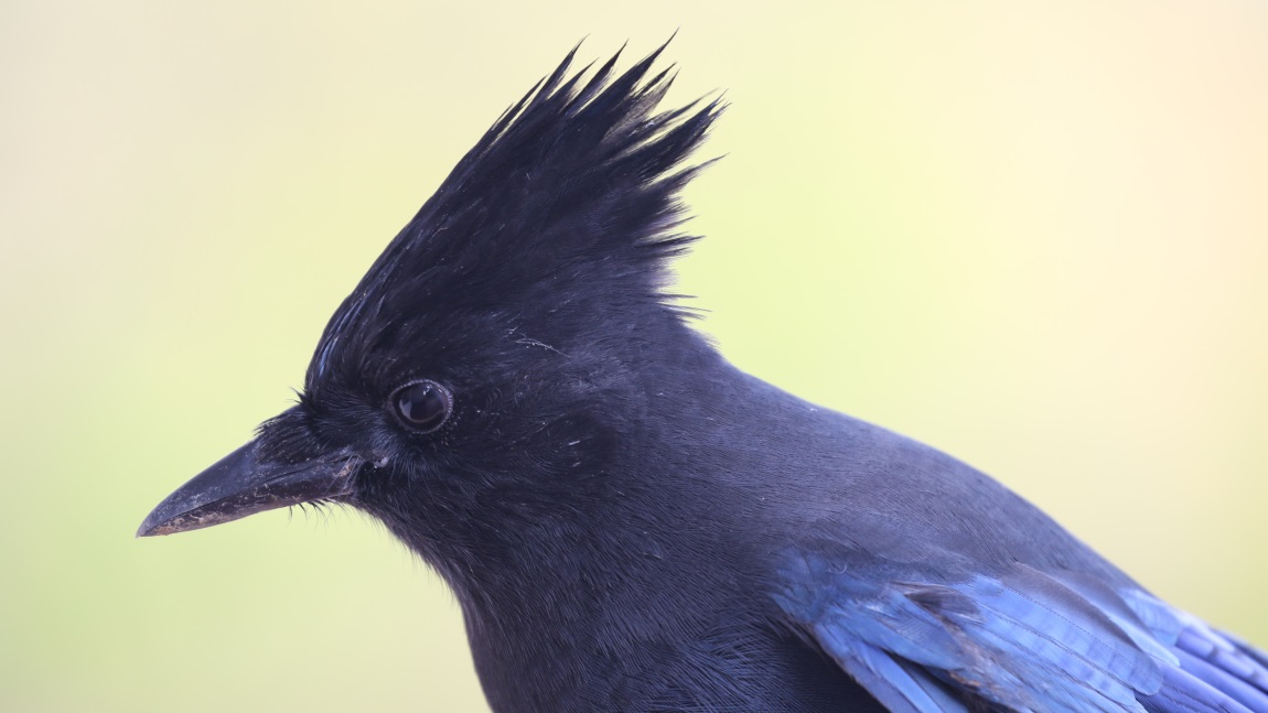 Steller's Jay