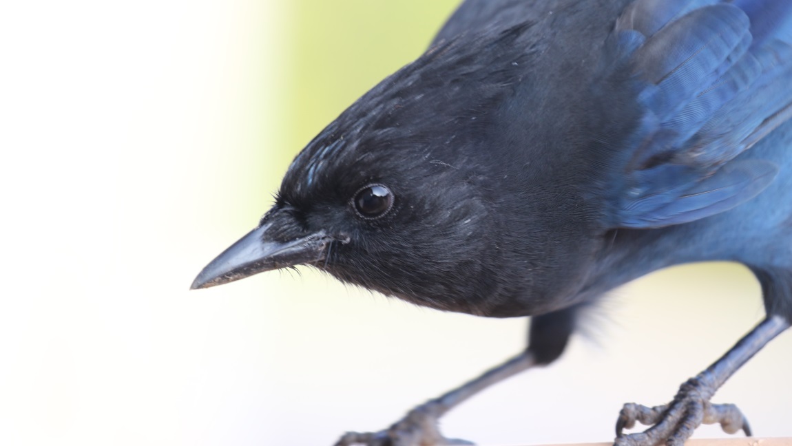 Steller's Jay