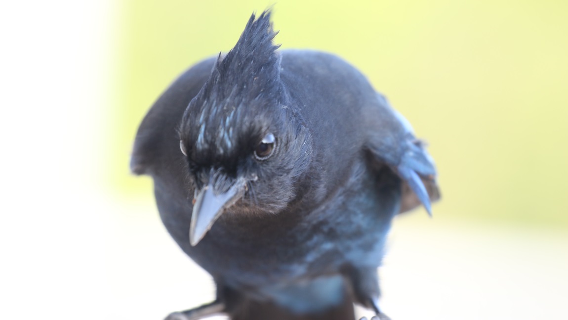 Steller's Jay