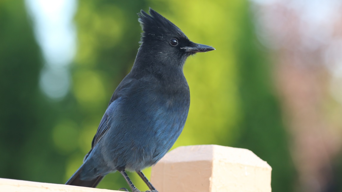 Steller's Jay