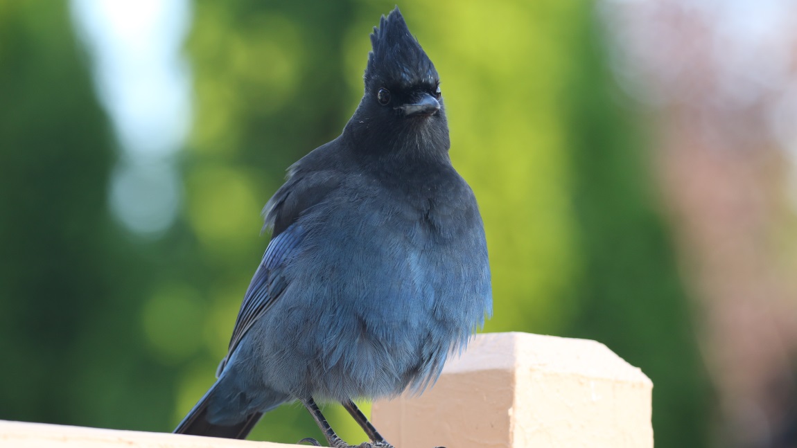 Steller's Jay