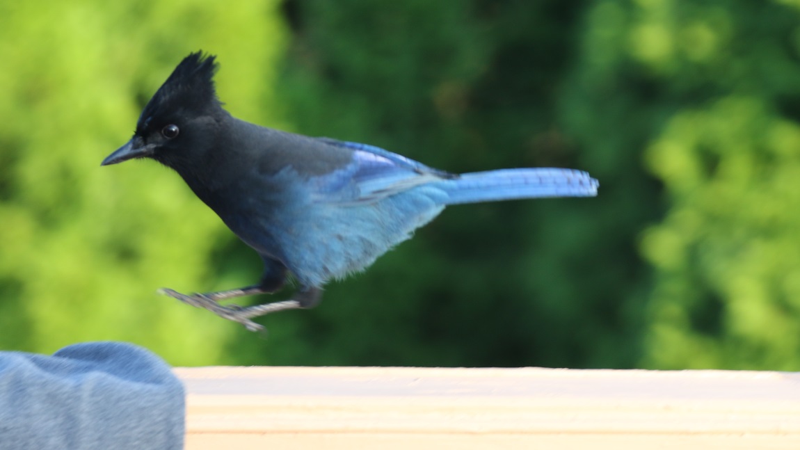 Steller's Jay
