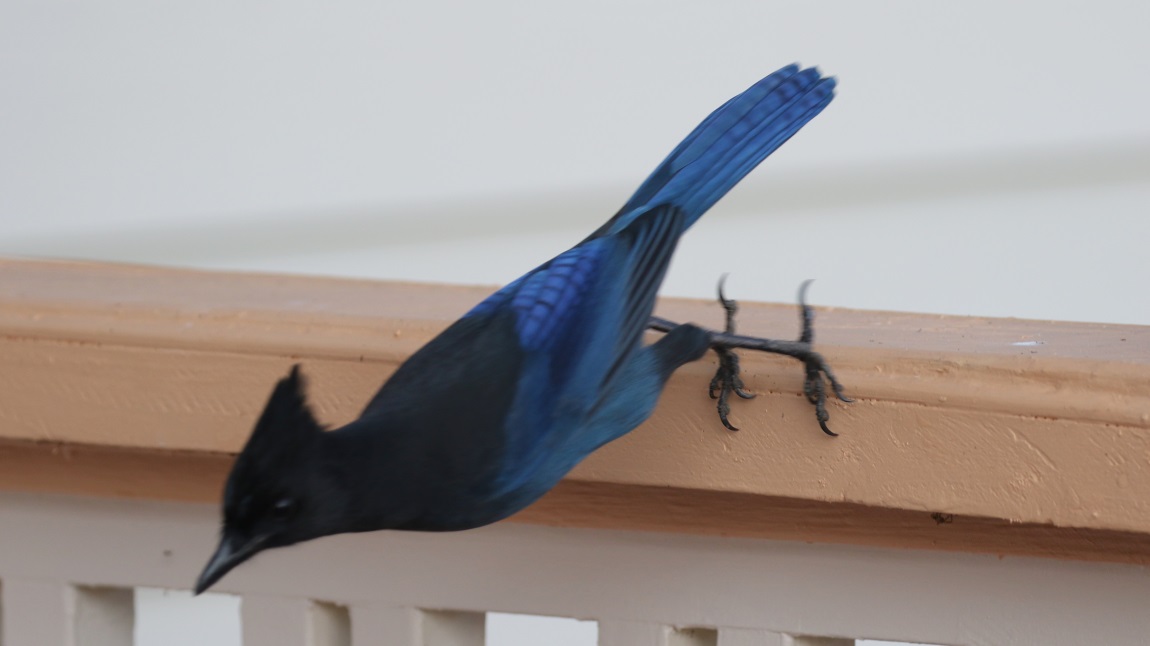 Steller's Jay