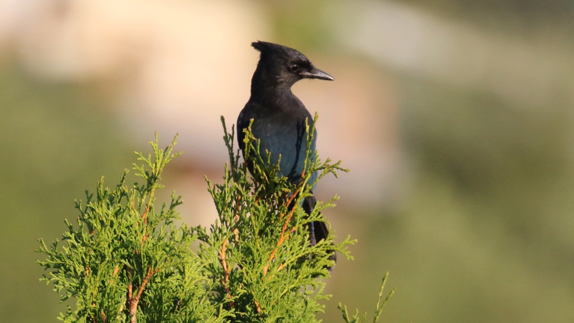 Steller's Jay