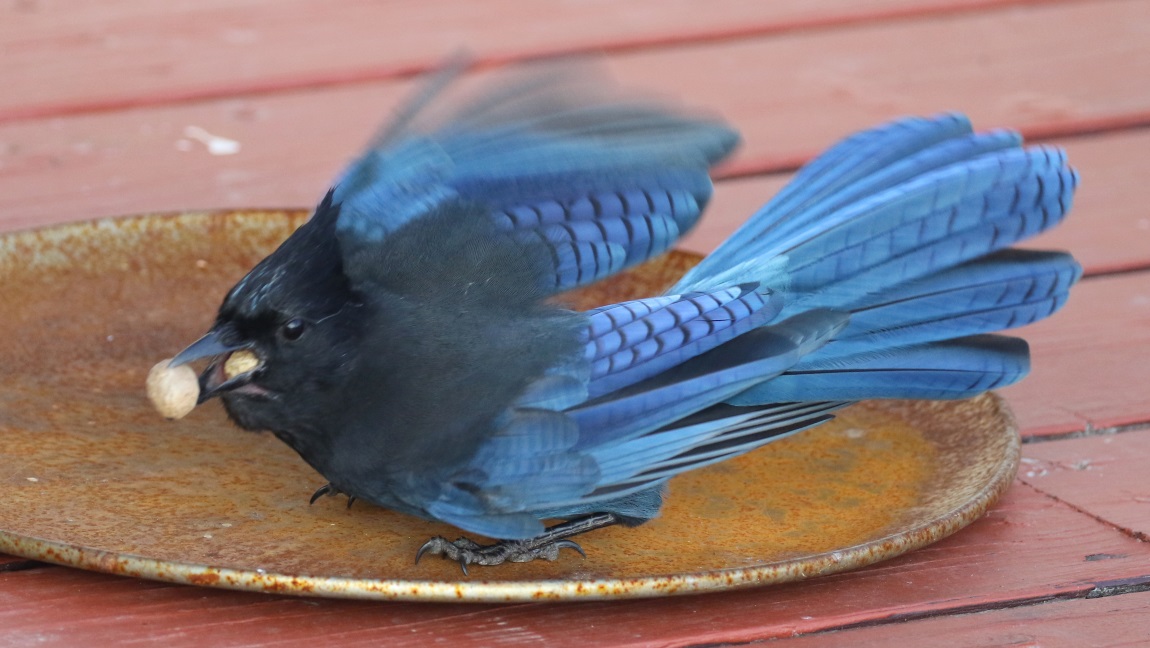 Steller's Jay