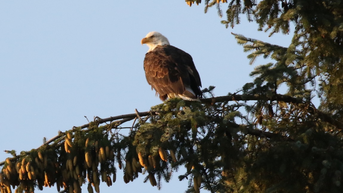 Bald Eagle