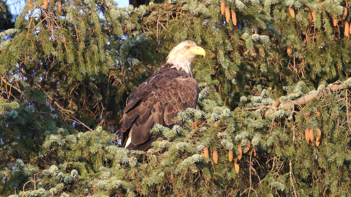 Bald Eagle