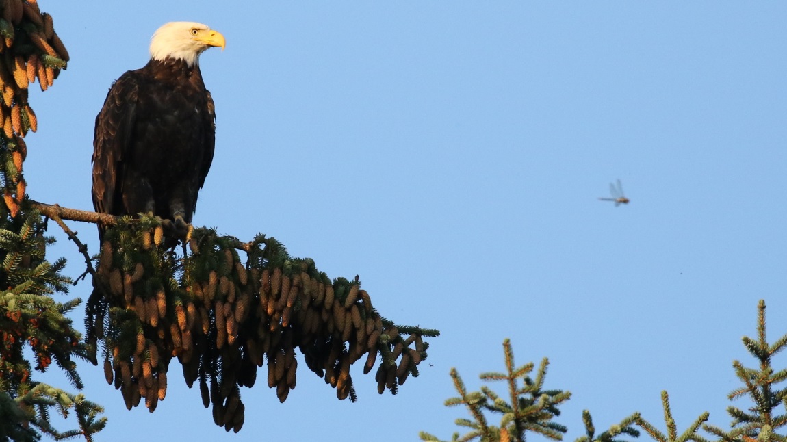 Bald Eagle