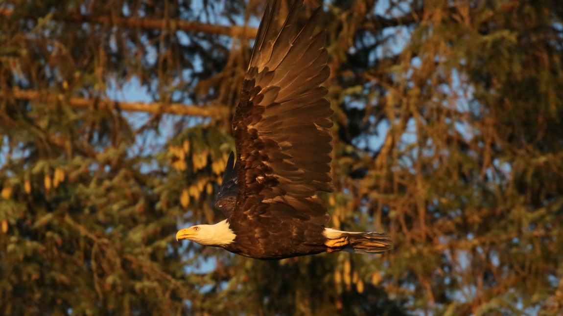 Bald Eagle