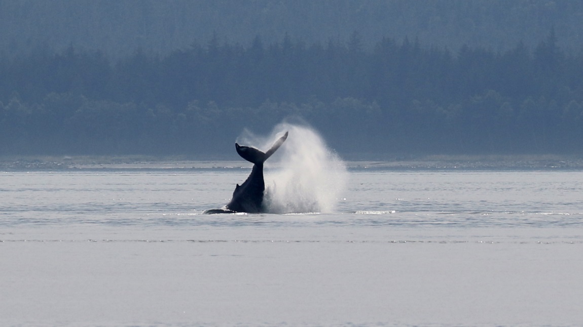 High jumping whale