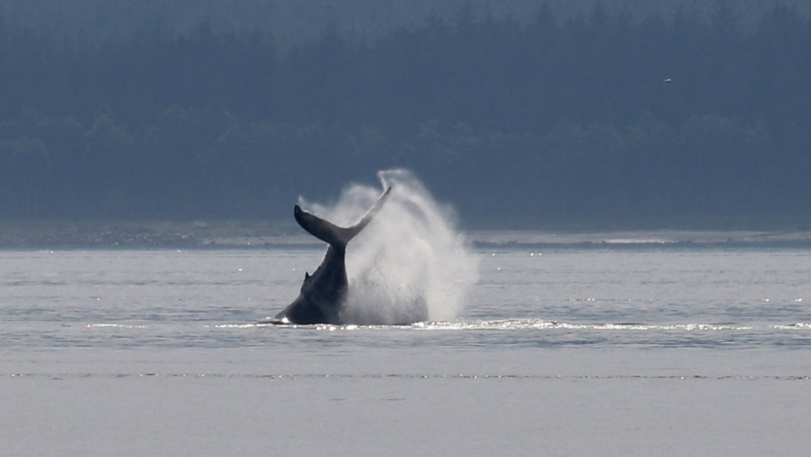 High jumping whale
