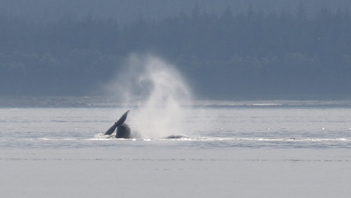 High jumping whale