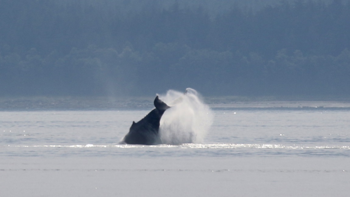 High jumping whale