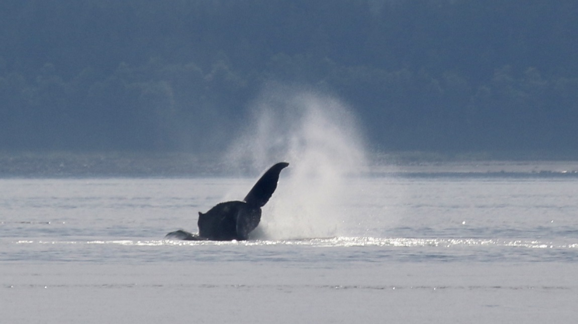 High jumping whale