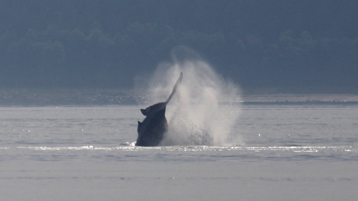 High jumping whale