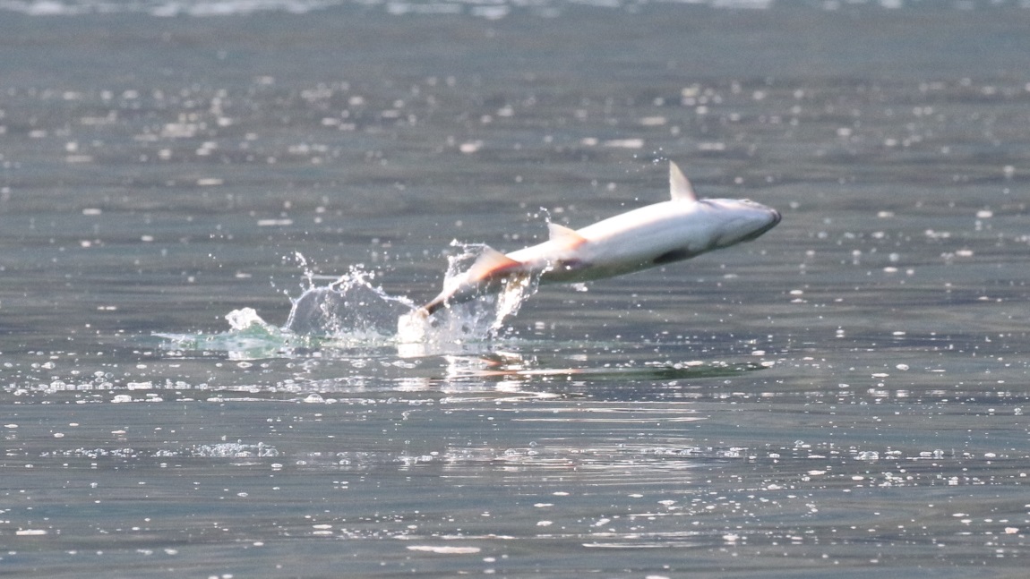 Salmon jumping