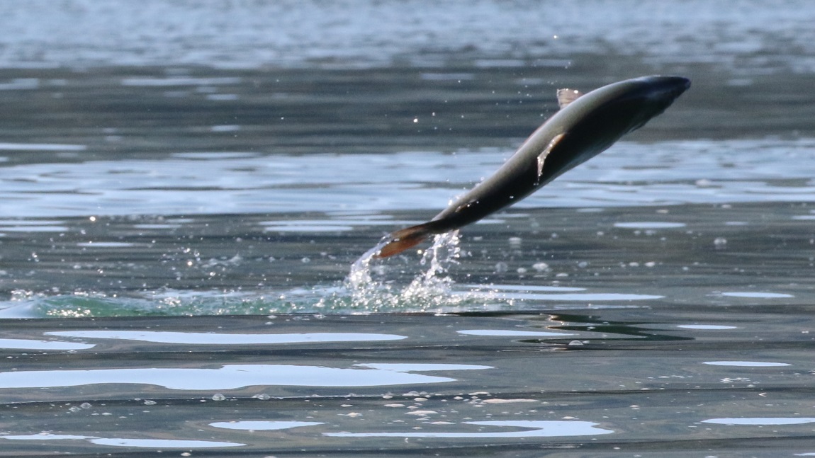 Salmon jumping