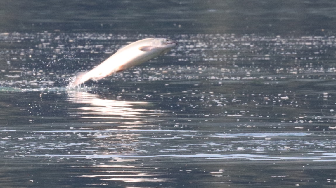 Salmon jumping