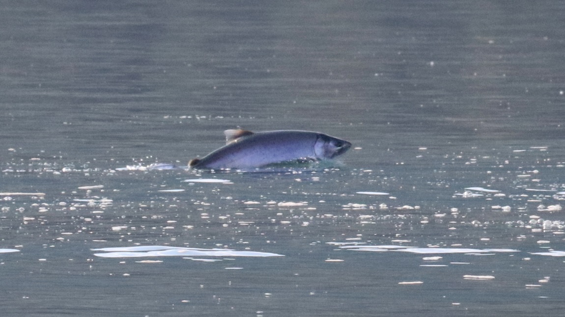 Salmon jumping