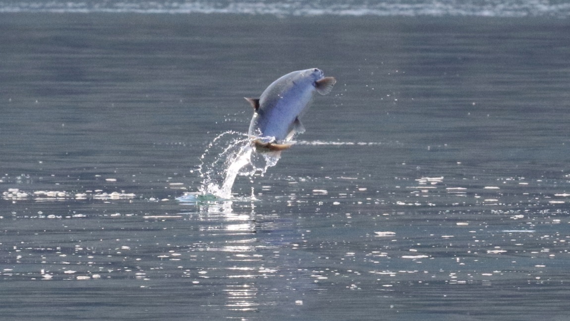 Salmon jumping