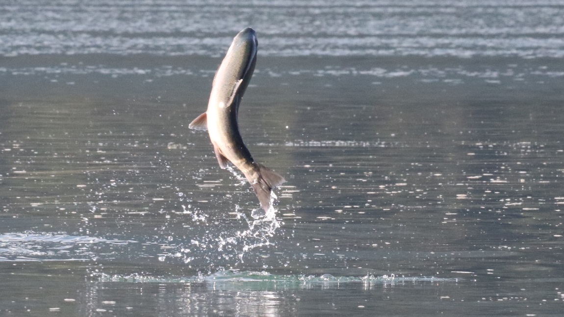 Salmon jumping