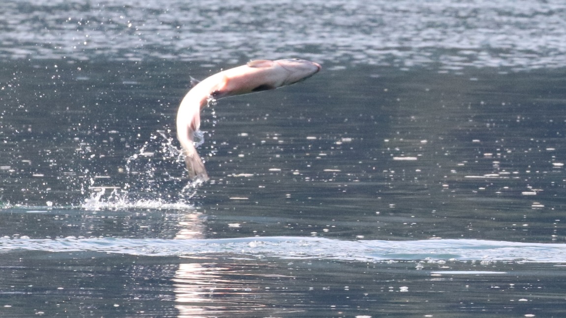 Salmon jumping