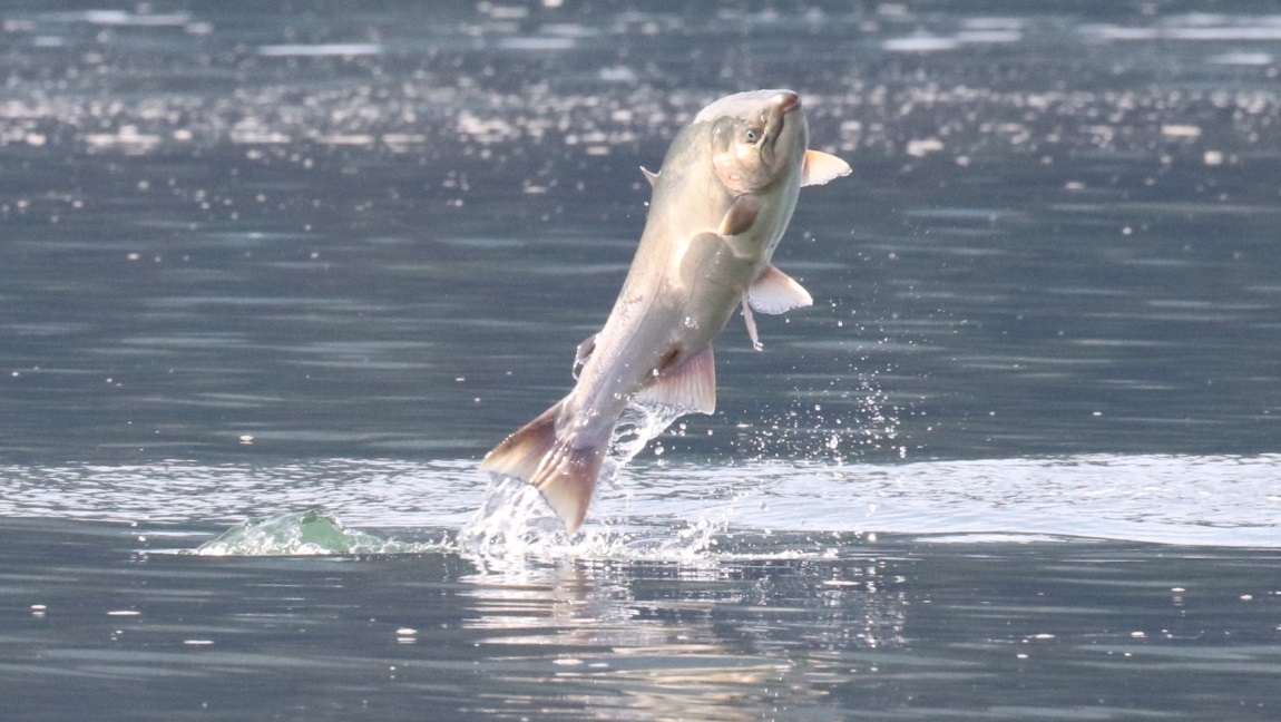 Salmon jumping