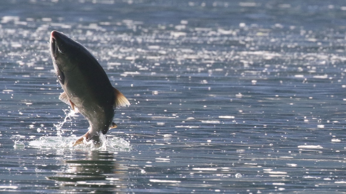 Salmon jumping