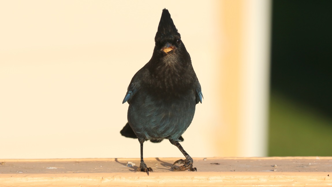 Steller's Jay