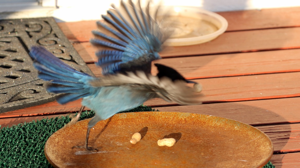 Steller's Jay