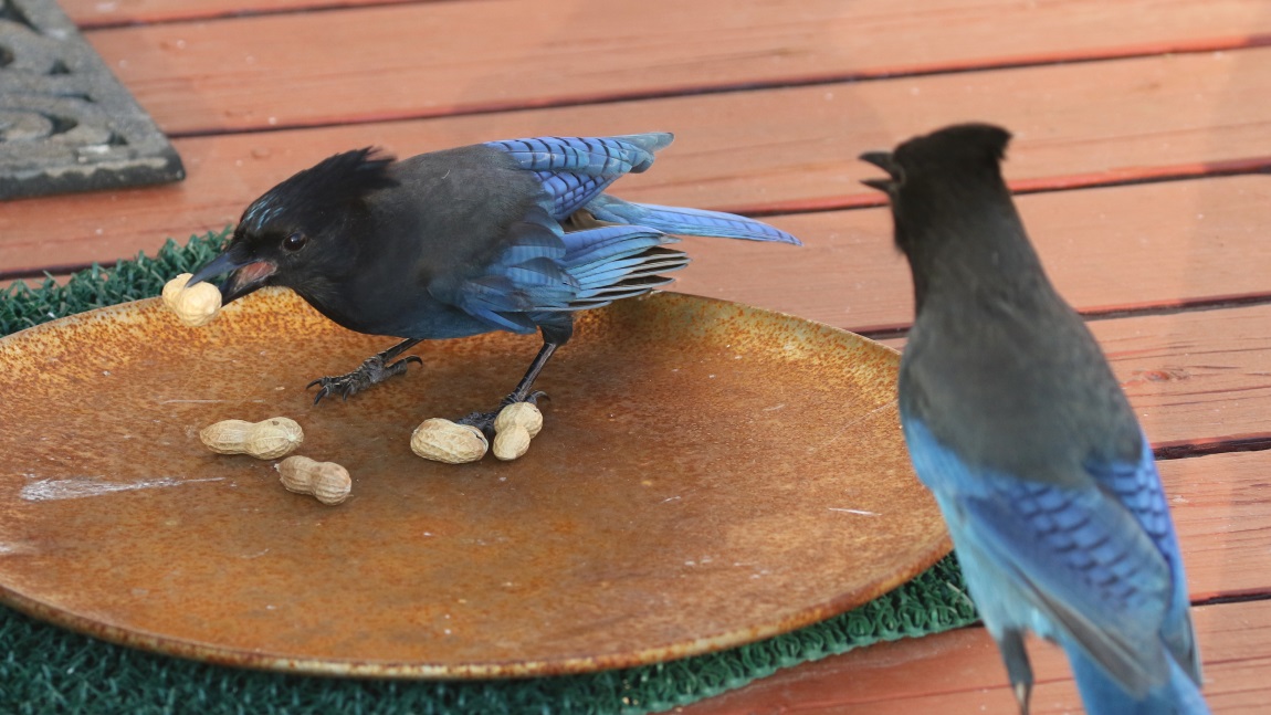 Steller's Jays
