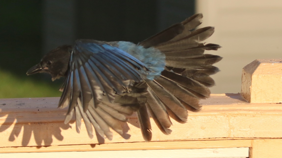 Steller's Jay